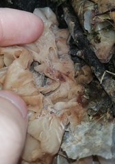 Phaeotremella frondosa