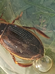 Dytiscus marginalis