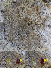 Pertusaria pseudocorallina