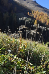 Apiales