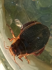 Dytiscus marginalis