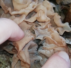 Phaeotremella frondosa