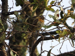 Empidonax fulvifrons