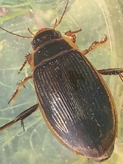 Dytiscus marginalis