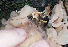 Phaeotremella frondosa