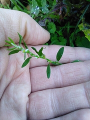 Polygonum aviculare