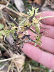 Galium boreale