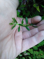 Polygonum aviculare