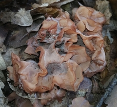 Phaeotremella frondosa