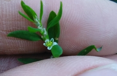 Polygonum aviculare