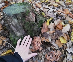 Phaeotremella frondosa