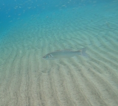 Dicentrarchus labrax