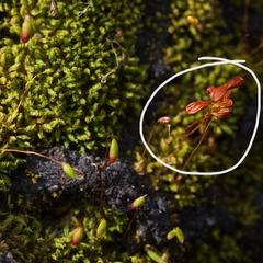 Funaria hygrometrica