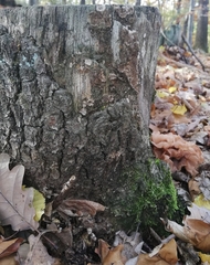 Phaeotremella frondosa
