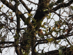 Empidonax fulvifrons