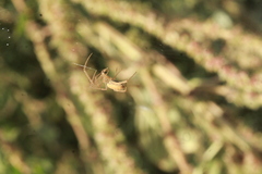 Larinia