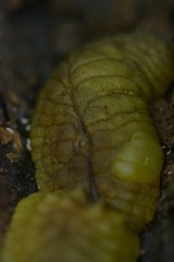 Athoracophorus papillatus