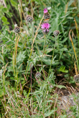 Centaurea scabiosa cephalariifolia