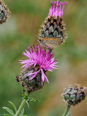 Centaurea scabiosa cephalariifolia