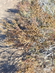 Allenrolfea occidentalis