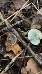 Stropharia aeruginosa