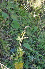 Blitum bonus-henricus