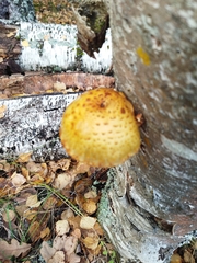Pholiota aurivella
