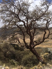 Polylepis