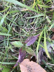 Toxicodendron vernix