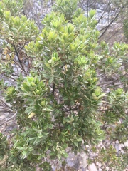 Baccharis dracunculifolia