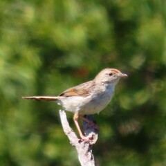 Cisticola subruficapilla