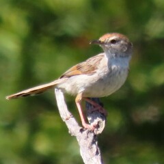 Cisticola subruficapilla