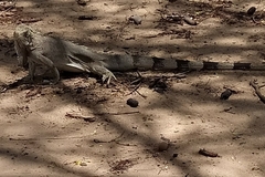 Iguana iguana iguana