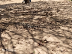 Iguana iguana iguana