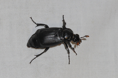 Nicrophorus humator