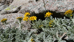 Jacobaea incana