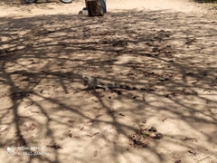 Iguana iguana iguana