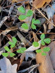 Thalictrum venulosum