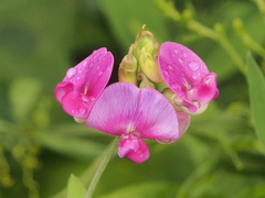 Lathyrus latifolius