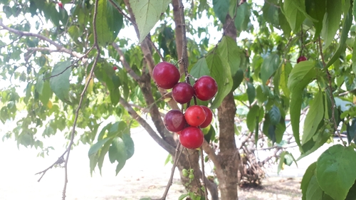Image of Flacourtia inermis by (c) Ong Jyh Seng, some rights reserved (CC BY-SA)