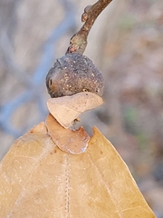 Andricus quercuspetiolicola