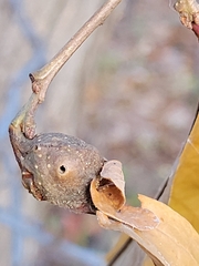 Andricus quercuspetiolicola