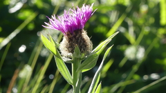 Centaurea uniflora