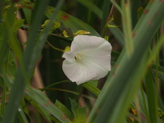 Calystegia sepium