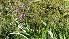 Cirsium heterophyllum