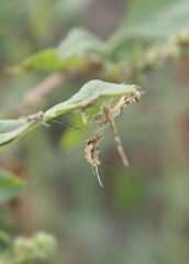 Oxyptilini