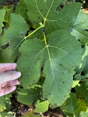 Ficus carica