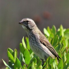 Crithagra flaviventris