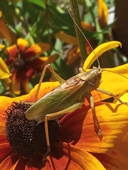 Tettigonia cantans