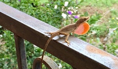 Anolis mariarum